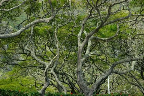 A dense weave of branches forms a picturesque natural pattern, where green fo Stock Photos