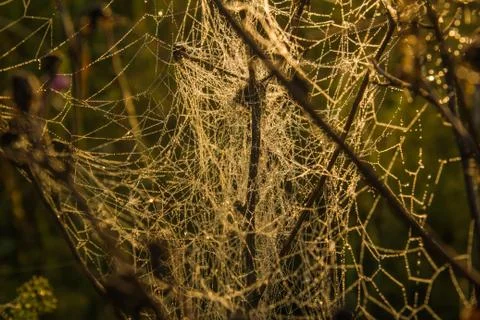 A dense web on dry stems of drying herbs Stock Photos