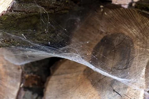 Dense web weaving, hammock - spider trap, two-layered web Stock Photos