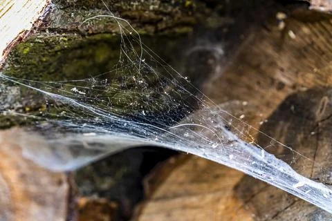 Dense web weaving, hammock - spider trap, two-layered web Stock Photos