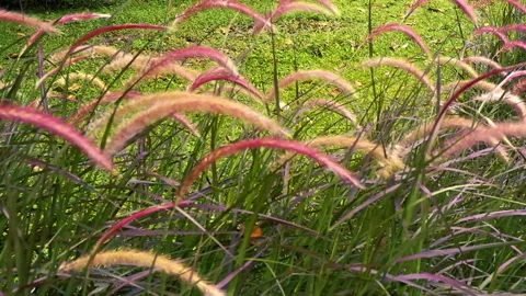 Dense weed grass Stock Footage 156368798