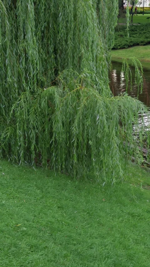 Dense weeping willow beside calm pond in landscaped park with lush grass and Stock Footage 344968678