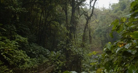 Dense Wet Jungle Stock Footage 107448970
