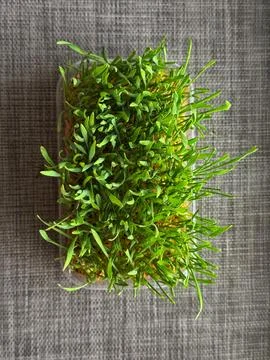 A Dense wheatgrass tray on a neutral table surface. Fresh homegrown microgree Stockfoto's