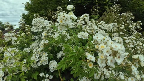 Dense White Climbing Rose “Rambling Rector”Bush Along Wooden Garden Fence 库存影片 341517500