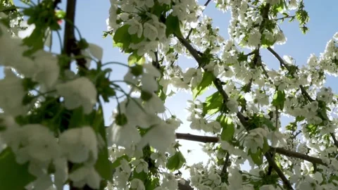 Dense White Flowering Branches of Cherry Apple Fruit Tree and Sun, Close-up. Stock Footage 183369341