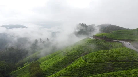 Dense White Fog and Clouds Rolling Over Munnar Tea Gardens in Kerala. 库存影片 346237460