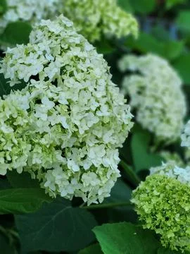 Dense white hydrangea blossoms in close-up Stock Photos
