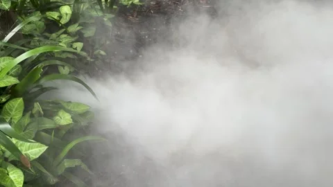 Dense white mist or smoke flowing horizontally across lush green foliage in.. Stock Footage 332645610
