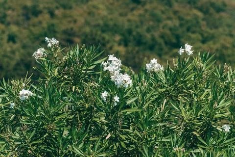 Dense white oleander shrub with lush green leaves and blooming delicate whi.. Stock Photos