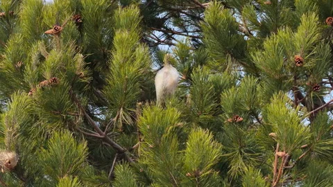 A dense, white, silky nest at the end of a pine branch, intertwining tufts .. Stock Footage 344771969