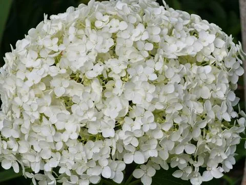 Dense White Smooth Hydrangea Inflorescence Close-Up Stock Photos