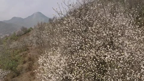 Dense Wild Apple Blossoms on a Nam Nghiep Hillside Stock Footage 345379256