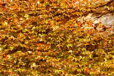 Dense wild-creeper Stock Photos