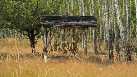 Dense wild forest feeder for large wild animals in the forest, feeder for elk, Stock Footage 254343880