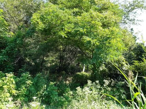 Dense wild forest Stock Photos