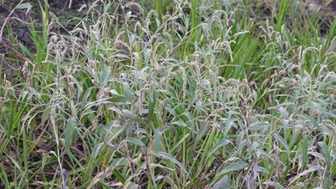 Dense Wild Grass Meadow 스톡 동영상 329402714