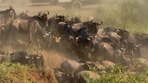 Dense Wildebeest Herd Moving Through Dust in Kenya's Maasai Mara Stock Footage 342231376