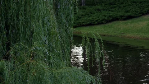 Dense willow branches beside calm pond with grassy bank and deep green Stock Footage 344972706