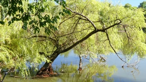 Dense willow canopy over shimmering wild lake water Stock Footage 328415112