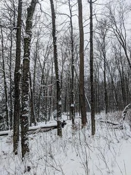 Dense Winter Forest with Bare Trees and Snow Covered Ground Фото