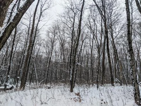 Dense Winter Forest with Bare Trees and Snow Covered Ground Fotos Stock