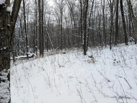 Dense Winter Forest with Bare Trees and Snow Covered Ground Stock Photos