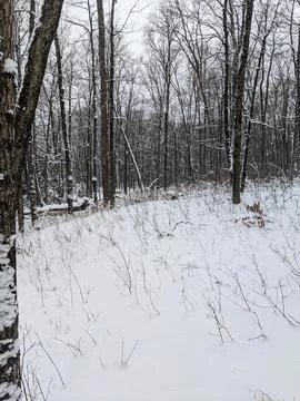 Dense Winter Forest with Bare Trees and Snow Covered Ground Stock Photos