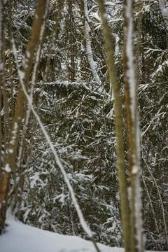 Dense winter forest covered in fresh snow, with evergreen trees and branche. Stock Photos