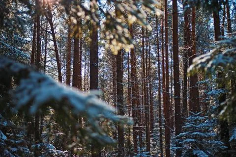 Dense winter forest Stockfoto's