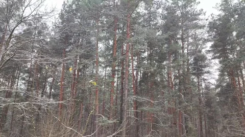 Dense winter forest scene featuring tall pine trees with snow on branches, bare Stockbeeldmateriaal 342921058