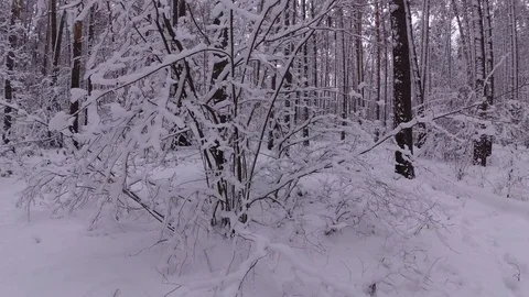 Dense Winter Forest, Shrubs Covered With Snow Stock Footage 99989669