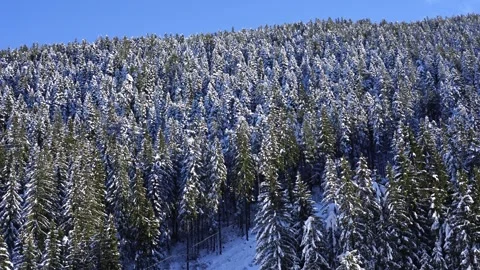 A dense winter mountainside covered with snow Stock Footage 325708020