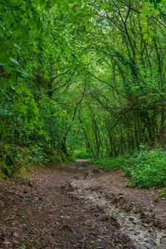 Dense woodland pathway through forest Stock Photos