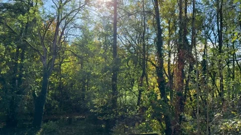 Dense Woodland Trees Stock-Footage 320831225