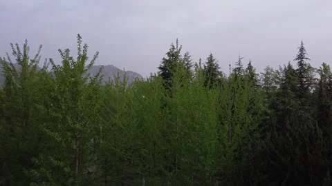 Dense woods and distant mountains Stock Footage 247363513