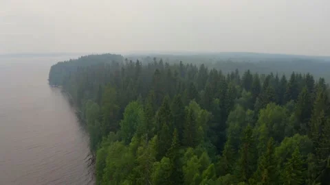 Dense woods, forest trees in mist, fog, aerial view. Wild nature, woodland tops Stock Footage 226773954