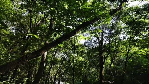 Dense Woods in Lush Summer Stock Footage 318565410