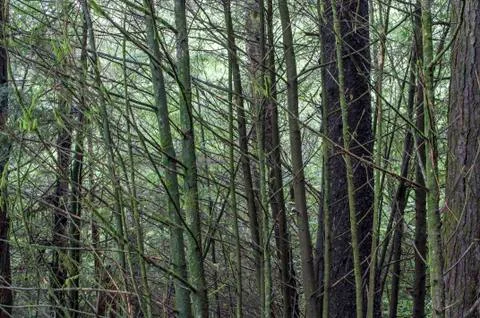Dense woods Foto stock