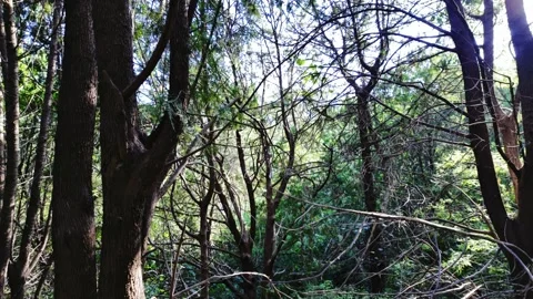 Dense Woods with Tangled Branches Stock Footage 318541035