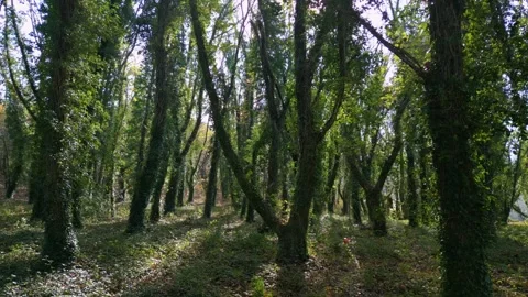 Dense Woods With Tree Trunks Covered With Ivy Plants. Forward Shot Stock Footage 258907561