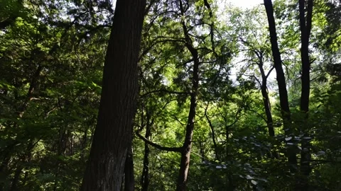 Dense Woods Under Summer Sun Stock Footage 318565412
