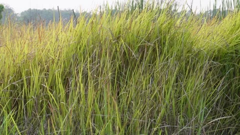 Dense Yellow Green Crop Video stock 333916576