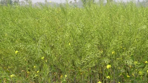 Dense Yellow Mustard Field 스톡 동영상 332537037