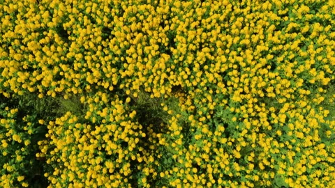 Dense Yellow Rapeseed Flowers in Full Bloom Stock Footage 342839118