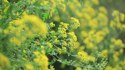 Dense Yellow Wildflowers China Spring 動画素材 337182853
