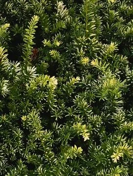Dense yew podocarpus branches texture background close up Stock Photos