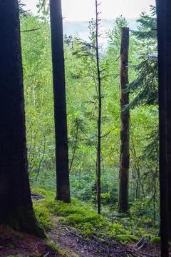 Dense young deciduous forest close up, nature outdoor Stock Photos