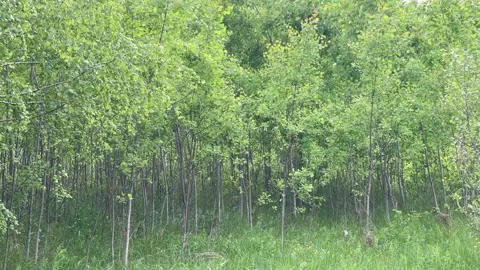 Dense young forest with green trees and lush tall grass in summer Stock Footage 335645262