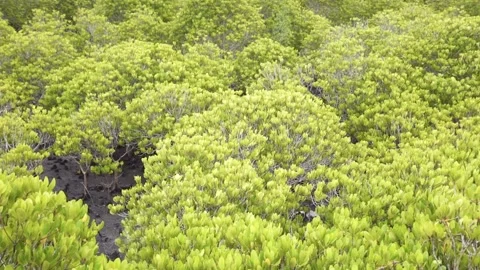 Dense of Young Mangrove Forest Stock Footage 141183439